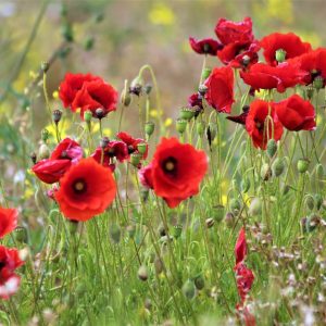 Poppy field