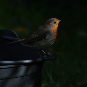 Robin