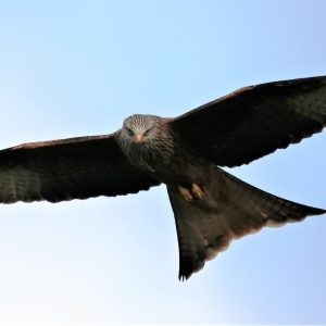 Kite