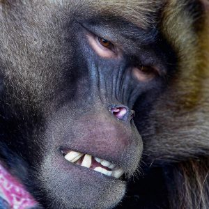Monkey Gelada