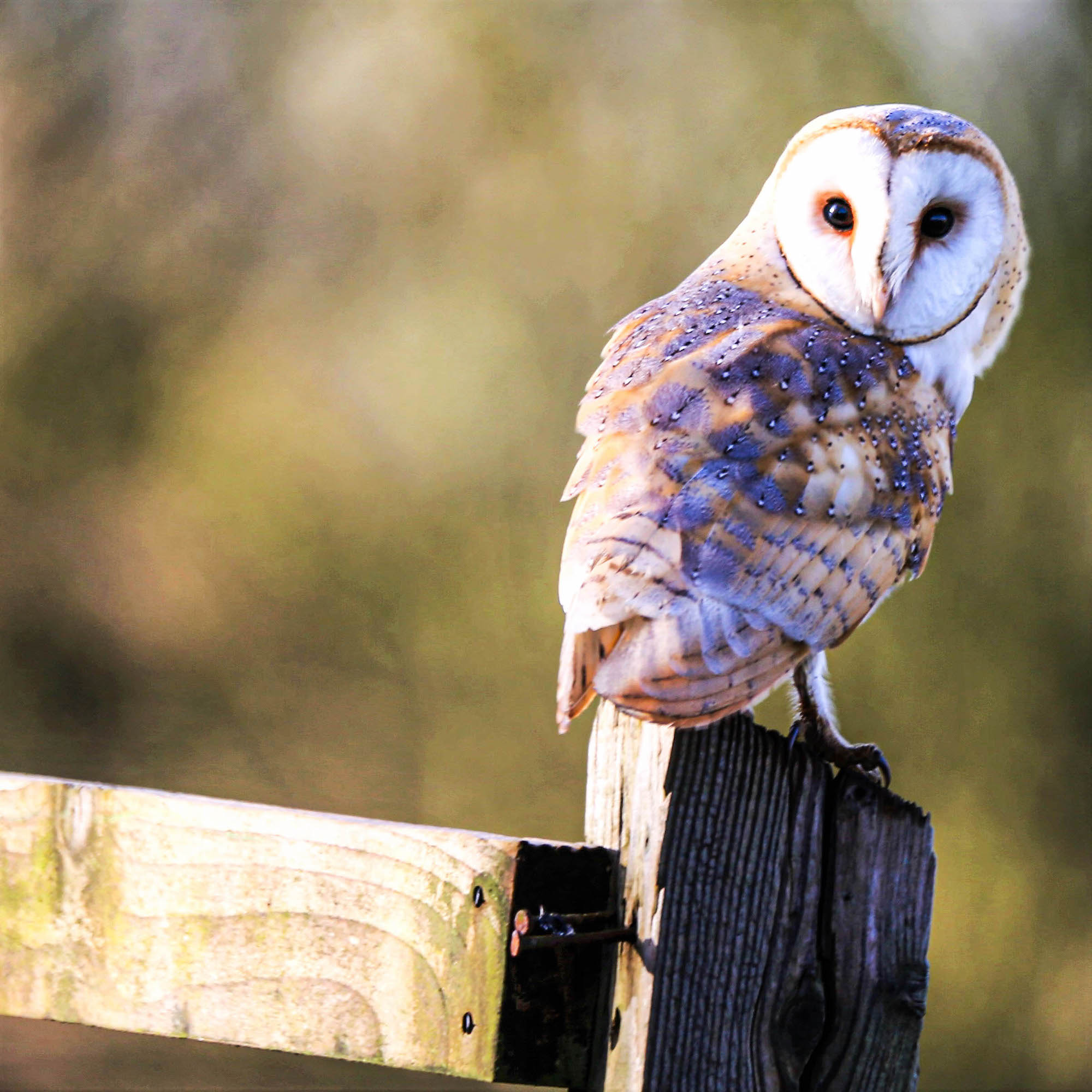 Owl