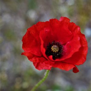Poppy