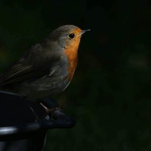 Shady Robin