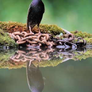 Starling and Chain